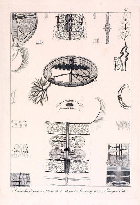 Descrizione e notomia degli animali invertebrati della Sicilia citeriore :.Naples :C. Ba | Invertebrates "Kingdom of the Two Sicilies" "Sicily (Italy)"  | Vintage Print Reproduction 468718