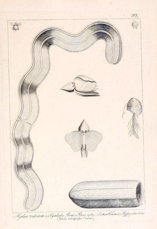 Descrizione e notomia degli animali invertebrati della Sicilia citeriore :.Naples :C. Ba | Invertebrates "Kingdom of the Two Sicilies" "Sicily (Italy)"  | Vintage Print Reproduction 468719