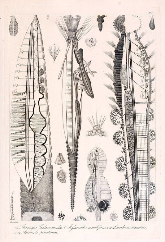 Descrizione e notomia degli animali invertebrati della Sicilia citeriore :.Naples :C. Ba | Invertebrates "Kingdom of the Two Sicilies" "Sicily (Italy)"  | Vintage Print Reproduction 468721