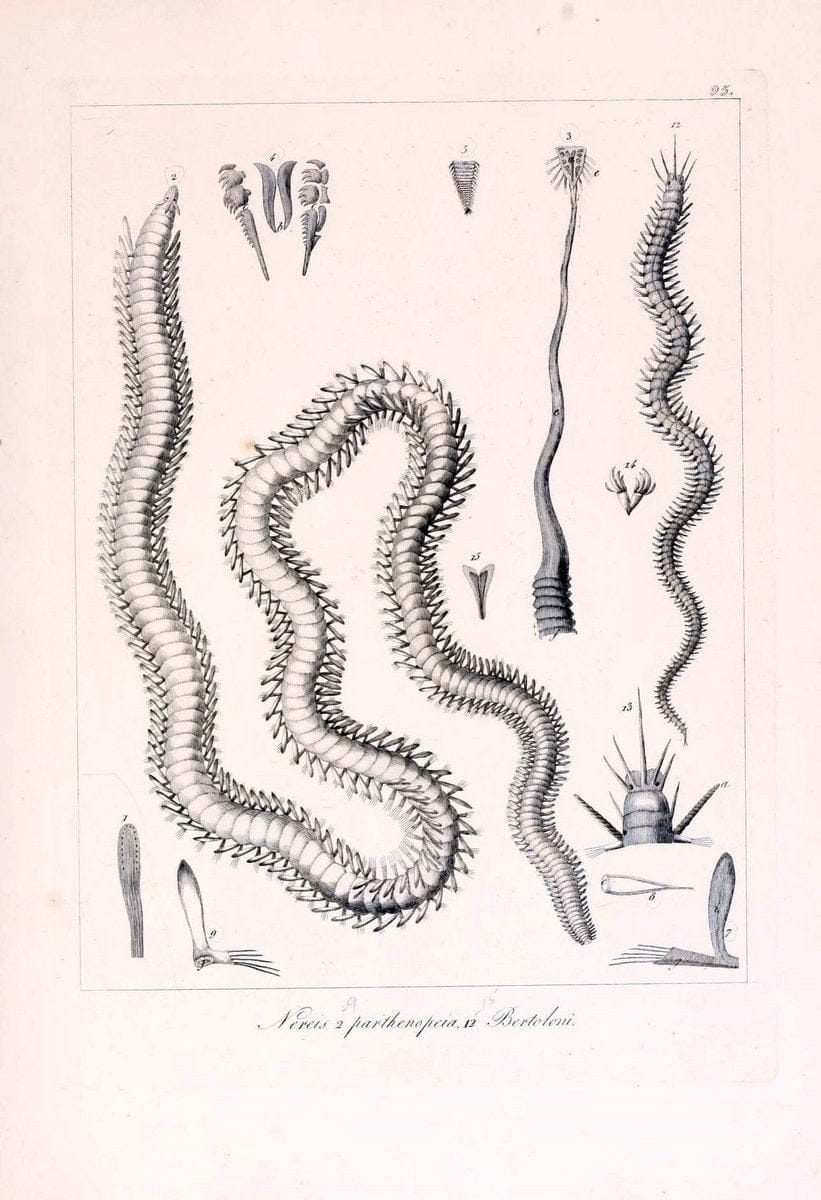 Descrizione e notomia degli animali invertebrati della Sicilia citeriore :.Naples :C. Ba | Invertebrates "Kingdom of the Two Sicilies" "Sicily (Italy)"  | Vintage Print Reproduction 468722