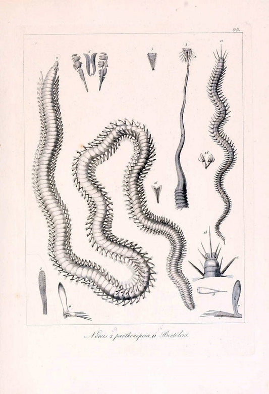 Descrizione e notomia degli animali invertebrati della Sicilia citeriore :.Naples :C. Ba | Invertebrates "Kingdom of the Two Sicilies" "Sicily (Italy)"  | Vintage Print Reproduction 468722