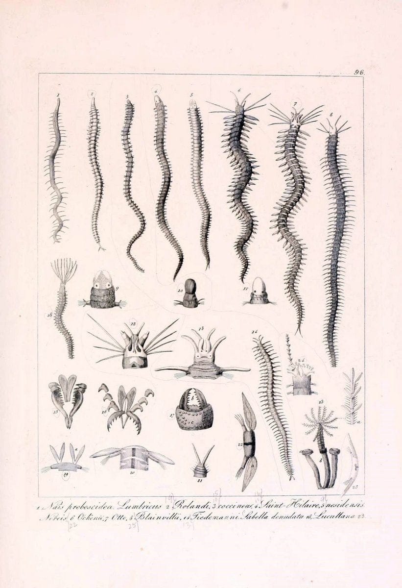 Descrizione e notomia degli animali invertebrati della Sicilia citeriore :.Naples :C. Ba | Invertebrates "Kingdom of the Two Sicilies" "Sicily (Italy)"  | Vintage Print Reproduction 468723