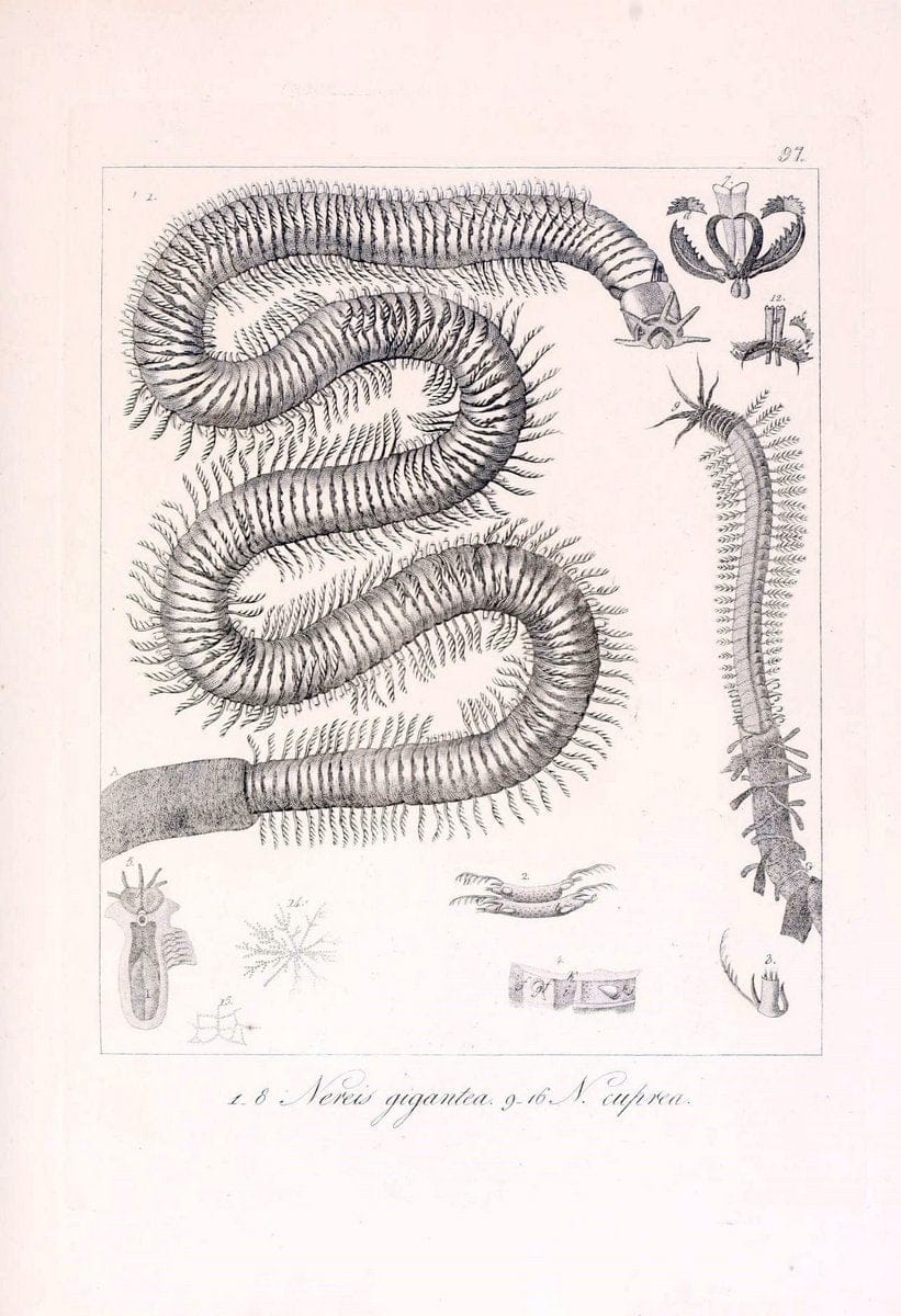 Descrizione e notomia degli animali invertebrati della Sicilia citeriore :.Naples :C. Ba | Invertebrates "Kingdom of the Two Sicilies" "Sicily (Italy)"  | Vintage Print Reproduction 468724