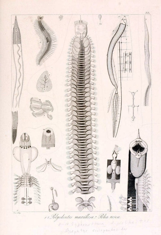 Descrizione e notomia degli animali invertebrati della Sicilia citeriore :.Naples :C. Ba | Invertebrates "Kingdom of the Two Sicilies" "Sicily (Italy)"  | Vintage Print Reproduction 468726