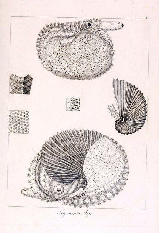 Descrizione e notomia degli animali invertebrati della Sicilia citeriore :.Naples :C. Ba | Invertebrates "Kingdom of the Two Sicilies" "Sicily (Italy)"  | Vintage Print Reproduction 468727
