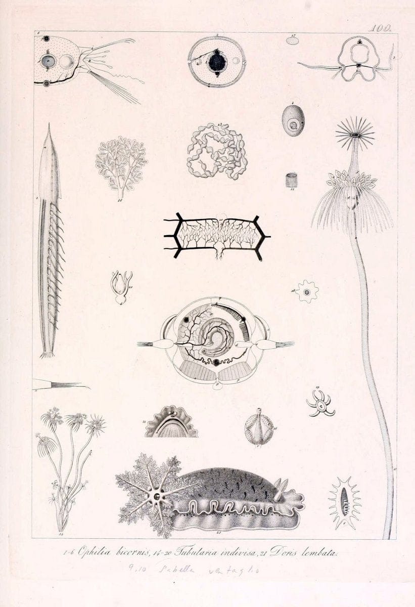 Descrizione e notomia degli animali invertebrati della Sicilia citeriore :.Naples :C. Ba | Invertebrates "Kingdom of the Two Sicilies" "Sicily (Italy)"  | Vintage Print Reproduction 468728