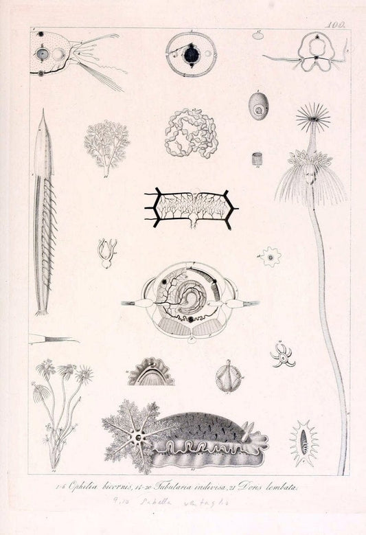 Descrizione e notomia degli animali invertebrati della Sicilia citeriore :.Naples :C. Ba | Invertebrates "Kingdom of the Two Sicilies" "Sicily (Italy)"  | Vintage Print Reproduction 468728