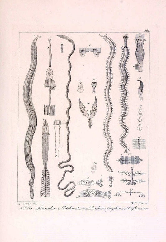 Descrizione e notomia degli animali invertebrati della Sicilia citeriore :.Naples :C. Ba | Invertebrates "Kingdom of the Two Sicilies" "Sicily (Italy)"  | Vintage Print Reproduction 468729
