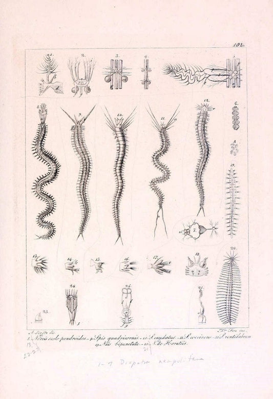 Descrizione e notomia degli animali invertebrati della Sicilia citeriore :.Naples :C. Ba | Invertebrates "Kingdom of the Two Sicilies" "Sicily (Italy)"  | Vintage Print Reproduction 468730