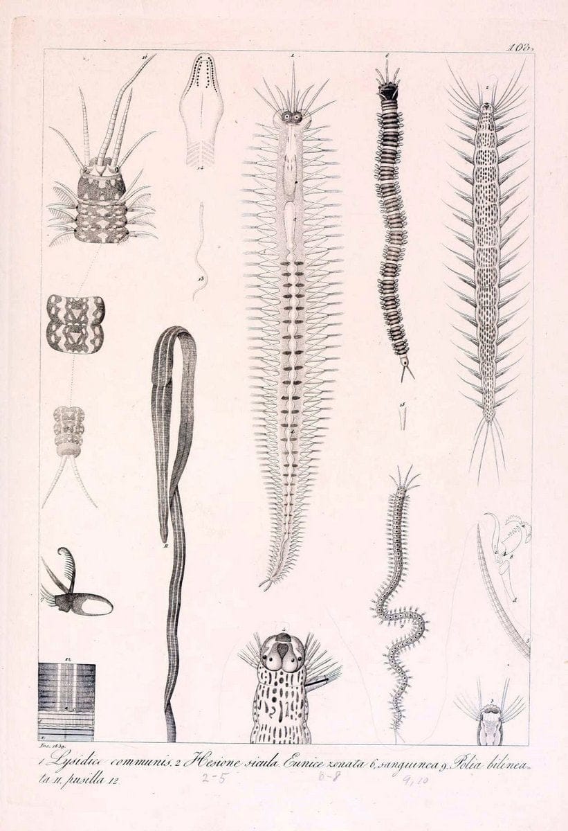 Descrizione e notomia degli animali invertebrati della Sicilia citeriore :.Naples :C. Ba | Invertebrates "Kingdom of the Two Sicilies" "Sicily (Italy)"  | Vintage Print Reproduction 468731