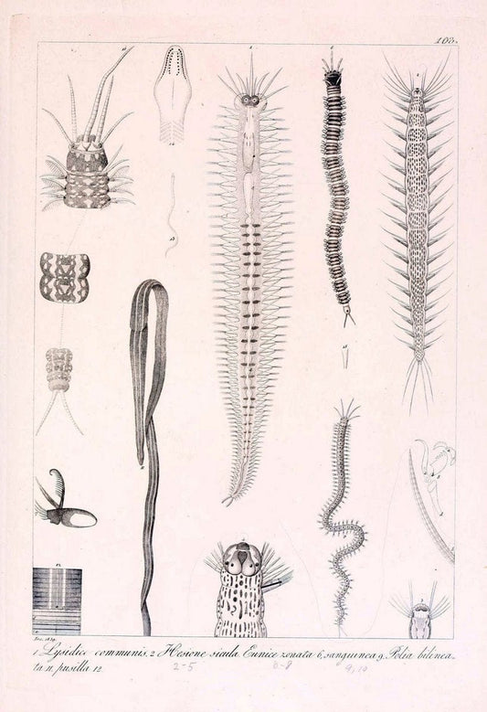 Descrizione e notomia degli animali invertebrati della Sicilia citeriore :.Naples :C. Ba | Invertebrates "Kingdom of the Two Sicilies" "Sicily (Italy)"  | Vintage Print Reproduction 468731