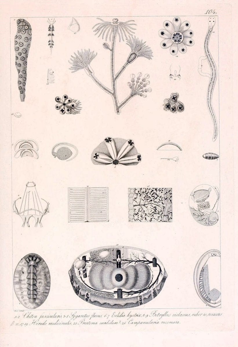 Descrizione e notomia degli animali invertebrati della Sicilia citeriore :.Naples :C. Ba | Invertebrates "Kingdom of the Two Sicilies" "Sicily (Italy)"  | Vintage Print Reproduction 468732