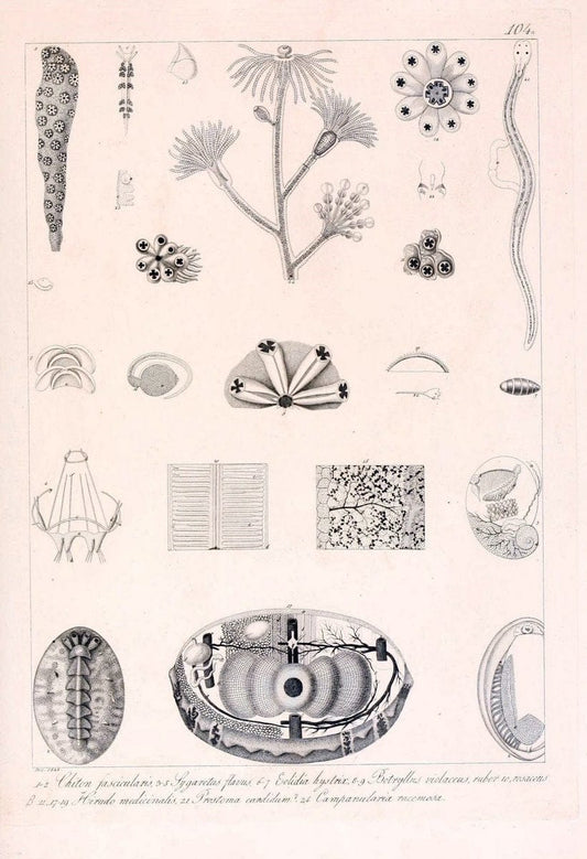 Descrizione e notomia degli animali invertebrati della Sicilia citeriore :.Naples :C. Ba | Invertebrates "Kingdom of the Two Sicilies" "Sicily (Italy)"  | Vintage Print Reproduction 468732