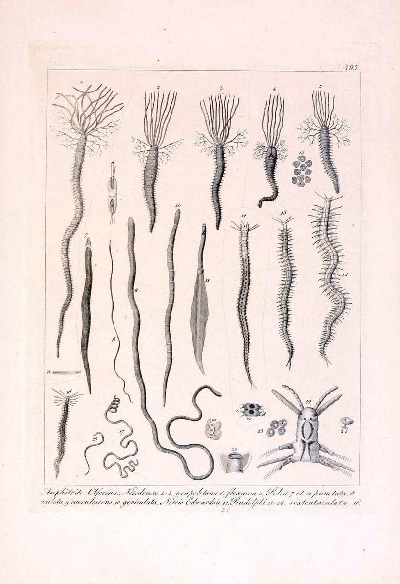 Descrizione e notomia degli animali invertebrati della Sicilia citeriore :.Naples :C. Ba | Invertebrates "Kingdom of the Two Sicilies" "Sicily (Italy)"  | Vintage Print Reproduction 468733