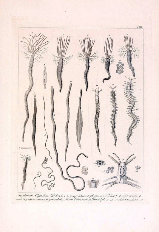 Descrizione e notomia degli animali invertebrati della Sicilia citeriore :.Naples :C. Ba | Invertebrates "Kingdom of the Two Sicilies" "Sicily (Italy)"  | Vintage Print Reproduction 468733