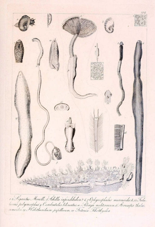 Descrizione e notomia degli animali invertebrati della Sicilia citeriore :.Naples :C. Ba | Invertebrates "Kingdom of the Two Sicilies" "Sicily (Italy)"  | Vintage Print Reproduction 468734