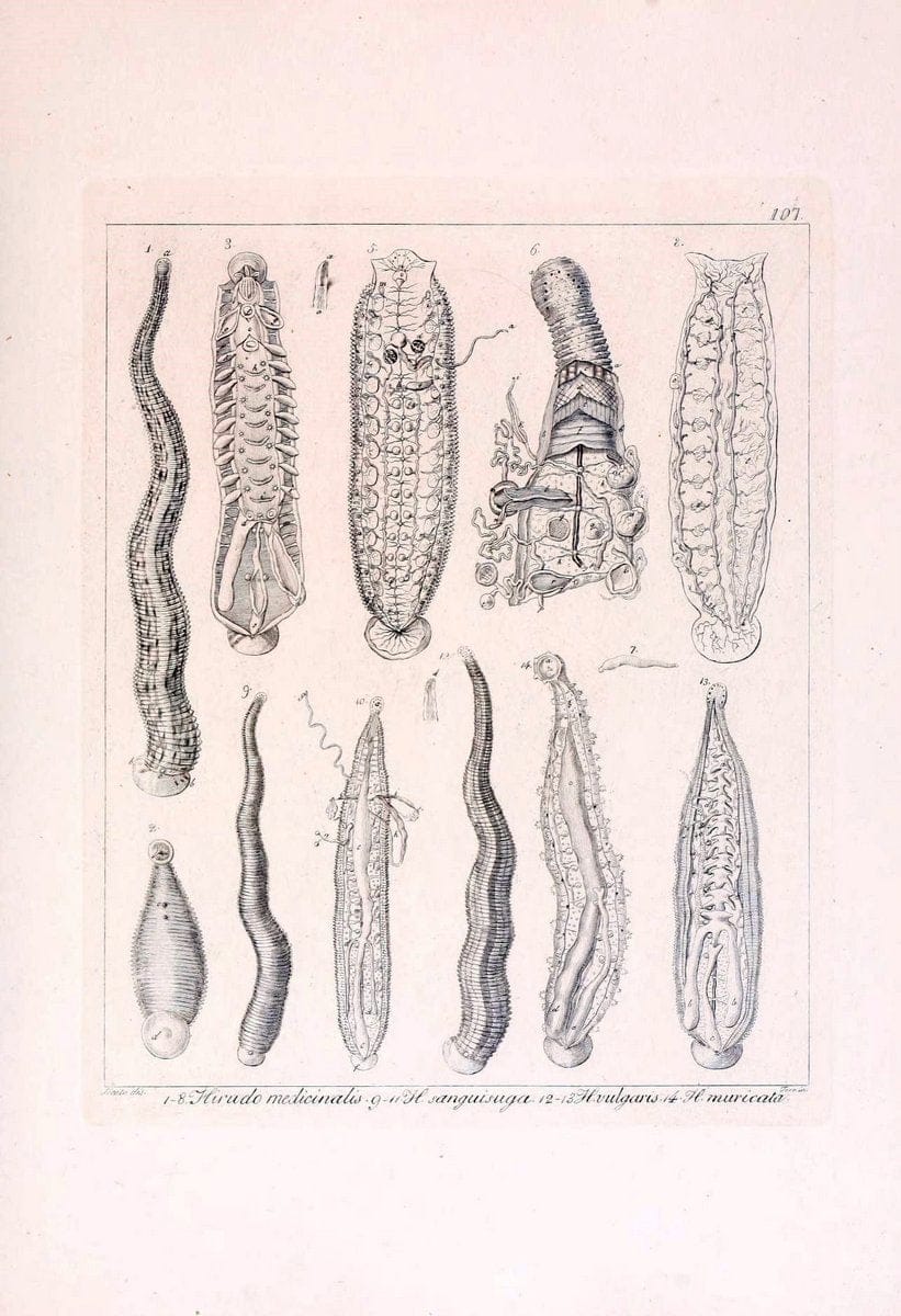 Descrizione e notomia degli animali invertebrati della Sicilia citeriore :.Naples :C. Ba | Invertebrates "Kingdom of the Two Sicilies" "Sicily (Italy)"  | Vintage Print Reproduction 468735