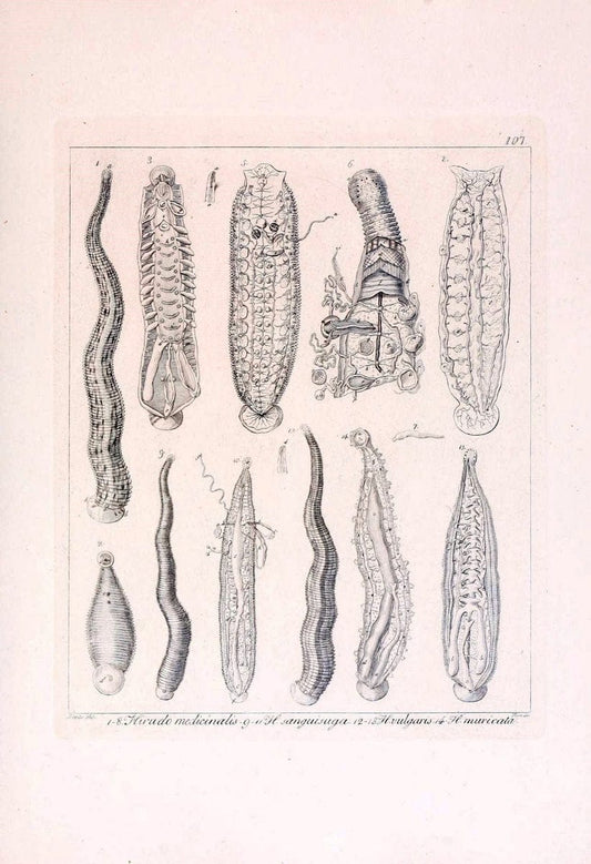 Descrizione e notomia degli animali invertebrati della Sicilia citeriore :.Naples :C. Ba | Invertebrates "Kingdom of the Two Sicilies" "Sicily (Italy)"  | Vintage Print Reproduction 468735