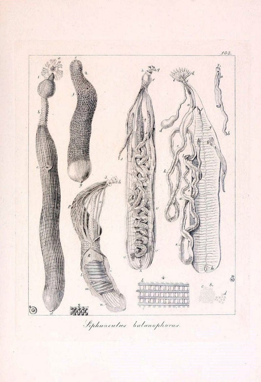 Descrizione e notomia degli animali invertebrati della Sicilia citeriore :.Naples :C. Ba | Invertebrates "Kingdom of the Two Sicilies" "Sicily (Italy)"  | Vintage Print Reproduction 468736