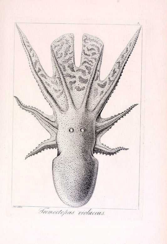 Descrizione e notomia degli animali invertebrati della Sicilia citeriore :.Naples :C. Ba | Invertebrates "Kingdom of the Two Sicilies" "Sicily (Italy)"  | Vintage Print Reproduction 468738