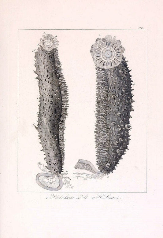Descrizione e notomia degli animali invertebrati della Sicilia citeriore :.Naples :C. Ba | Invertebrates "Kingdom of the Two Sicilies" "Sicily (Italy)"  | Vintage Print Reproduction 468739
