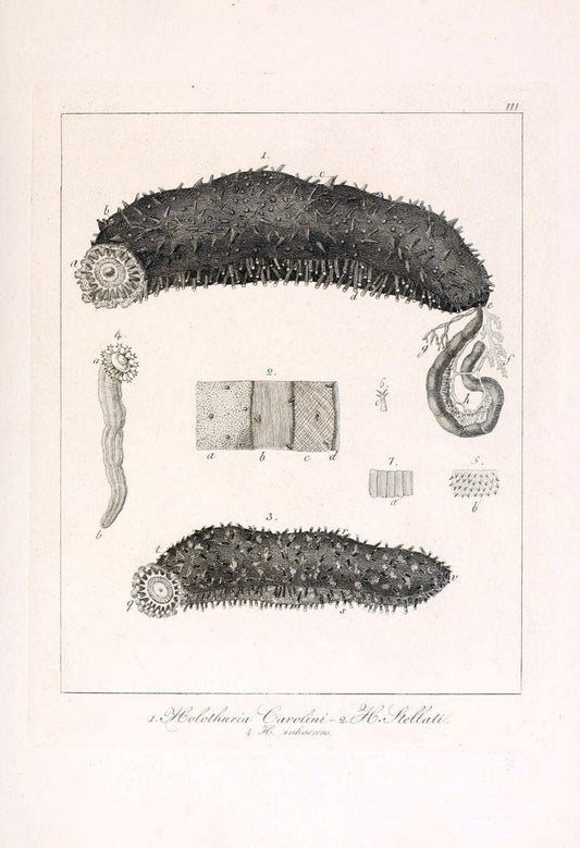 Descrizione e notomia degli animali invertebrati della Sicilia citeriore :.Naples :C. Ba | Invertebrates "Kingdom of the Two Sicilies" "Sicily (Italy)"  | Vintage Print Reproduction 468740