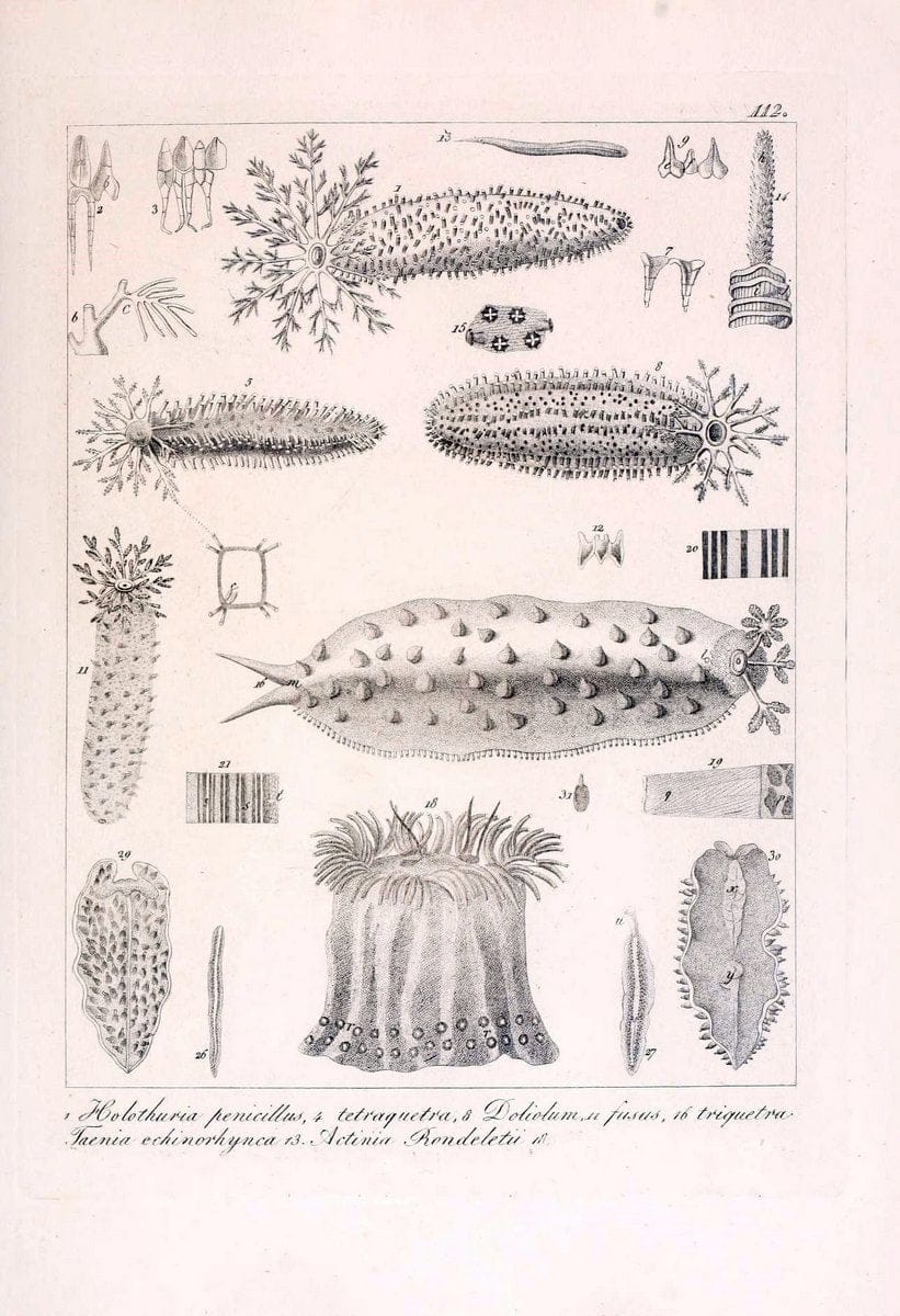 Descrizione e notomia degli animali invertebrati della Sicilia citeriore :.Naples :C. Ba | Invertebrates "Kingdom of the Two Sicilies" "Sicily (Italy)"  | Vintage Print Reproduction 468741