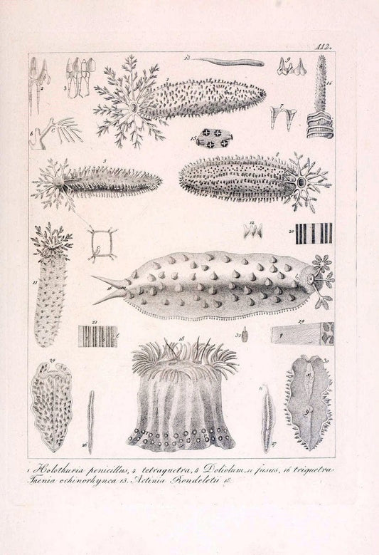 Descrizione e notomia degli animali invertebrati della Sicilia citeriore :.Naples :C. Ba | Invertebrates "Kingdom of the Two Sicilies" "Sicily (Italy)"  | Vintage Print Reproduction 468741