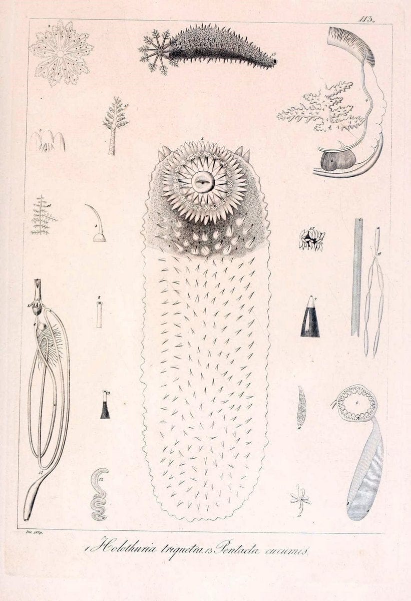 Descrizione e notomia degli animali invertebrati della Sicilia citeriore :.Naples :C. Ba | Invertebrates "Kingdom of the Two Sicilies" "Sicily (Italy)"  | Vintage Print Reproduction 468742
