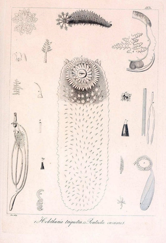 Descrizione e notomia degli animali invertebrati della Sicilia citeriore :.Naples :C. Ba | Invertebrates "Kingdom of the Two Sicilies" "Sicily (Italy)"  | Vintage Print Reproduction 468742