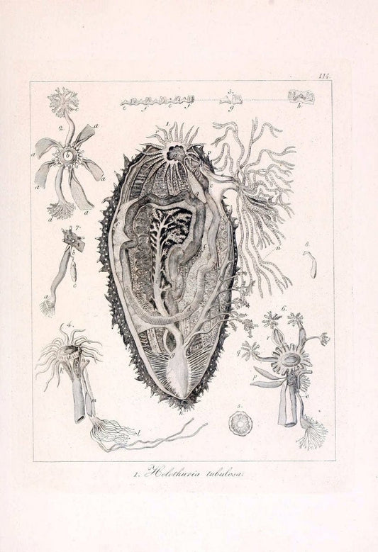 Descrizione e notomia degli animali invertebrati della Sicilia citeriore :.Naples :C. Ba | Invertebrates "Kingdom of the Two Sicilies" "Sicily (Italy)"  | Vintage Print Reproduction 468743