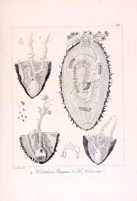 Descrizione e notomia degli animali invertebrati della Sicilia citeriore :.Naples :C. Ba | Invertebrates "Kingdom of the Two Sicilies" "Sicily (Italy)"  | Vintage Print Reproduction 468744