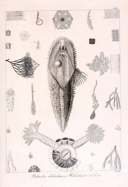 Descrizione e notomia degli animali invertebrati della Sicilia citeriore :.Naples :C. Ba | Invertebrates "Kingdom of the Two Sicilies" "Sicily (Italy)"  | Vintage Print Reproduction 468745