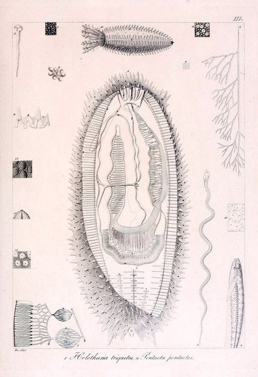 Descrizione e notomia degli animali invertebrati della Sicilia citeriore :.Naples :C. Ba | Invertebrates "Kingdom of the Two Sicilies" "Sicily (Italy)"  | Vintage Print Reproduction 468746