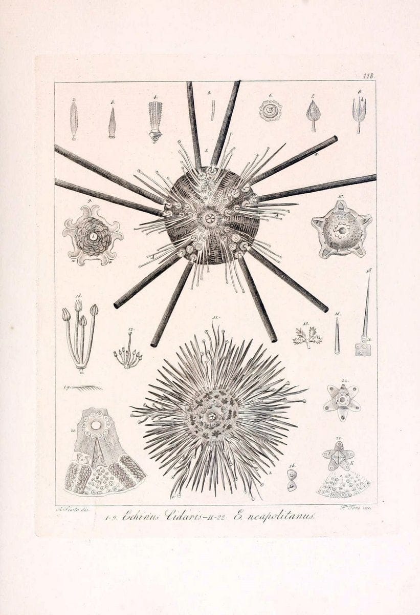 Descrizione e notomia degli animali invertebrati della Sicilia citeriore :.Naples :C. Ba | Invertebrates "Kingdom of the Two Sicilies" "Sicily (Italy)"  | Vintage Print Reproduction 468747