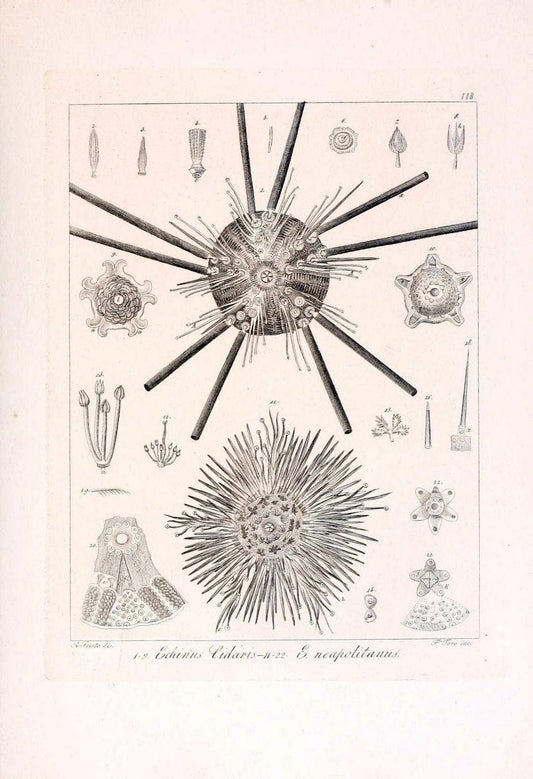 Descrizione e notomia degli animali invertebrati della Sicilia citeriore :.Naples :C. Ba | Invertebrates "Kingdom of the Two Sicilies" "Sicily (Italy)"  | Vintage Print Reproduction 468747