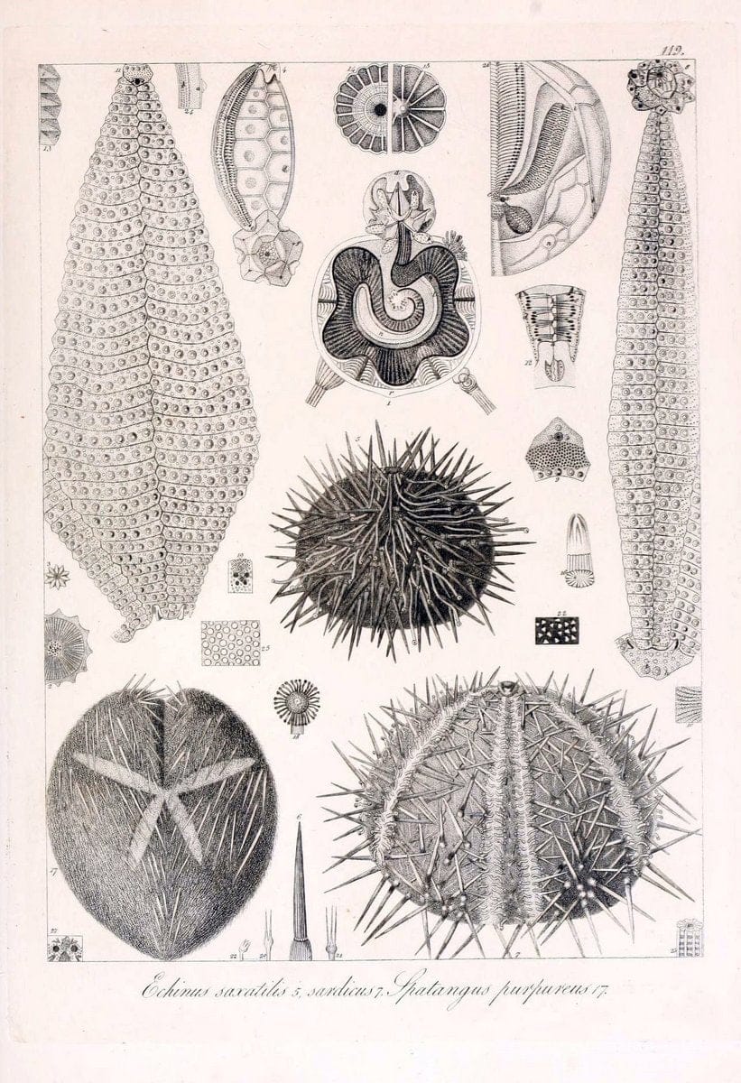 Descrizione e notomia degli animali invertebrati della Sicilia citeriore :.Naples :C. Ba | Invertebrates "Kingdom of the Two Sicilies" "Sicily (Italy)"  | Vintage Print Reproduction 468748