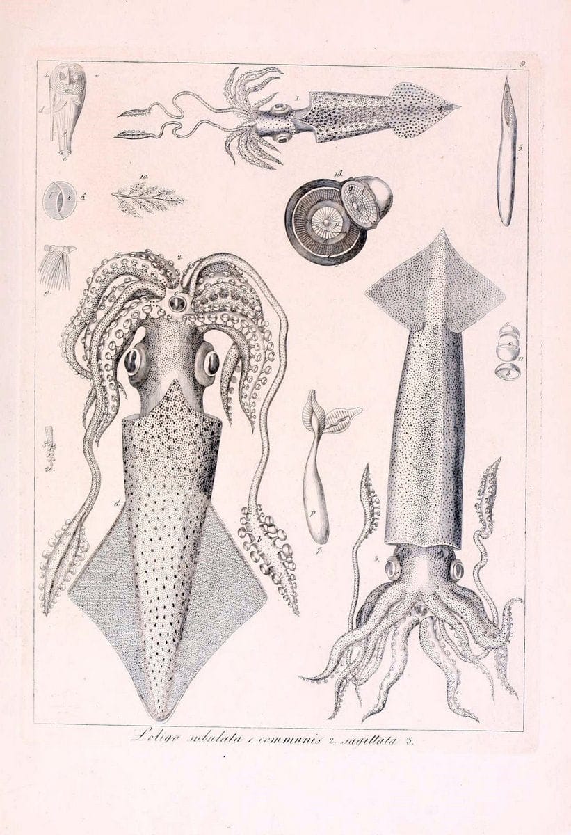 Descrizione e notomia degli animali invertebrati della Sicilia citeriore :.Naples :C. Ba | Invertebrates "Kingdom of the Two Sicilies" "Sicily (Italy)"  | Vintage Print Reproduction 468749