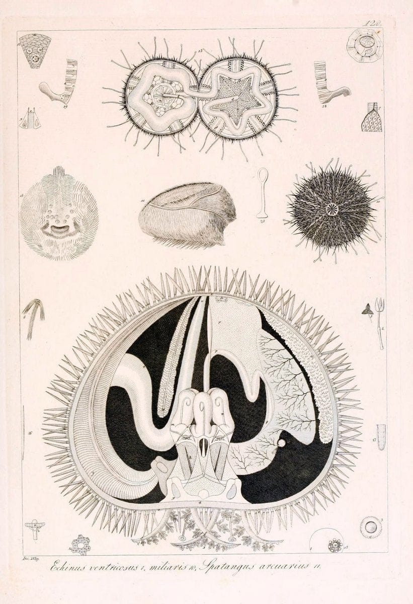Descrizione e notomia degli animali invertebrati della Sicilia citeriore :.Naples :C. Ba | Invertebrates "Kingdom of the Two Sicilies" "Sicily (Italy)"  | Vintage Print Reproduction 468750