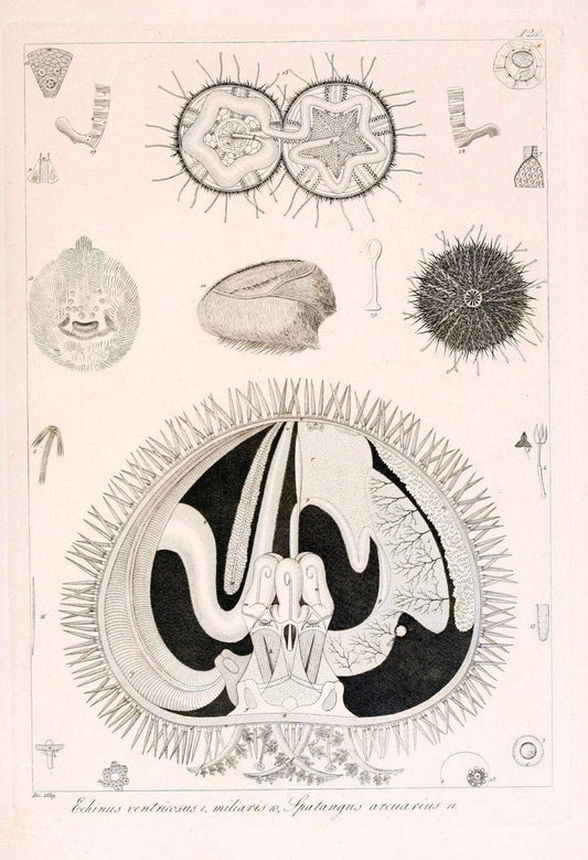 Descrizione e notomia degli animali invertebrati della Sicilia citeriore :.Naples :C. Ba | Invertebrates "Kingdom of the Two Sicilies" "Sicily (Italy)"  | Vintage Print Reproduction 468750