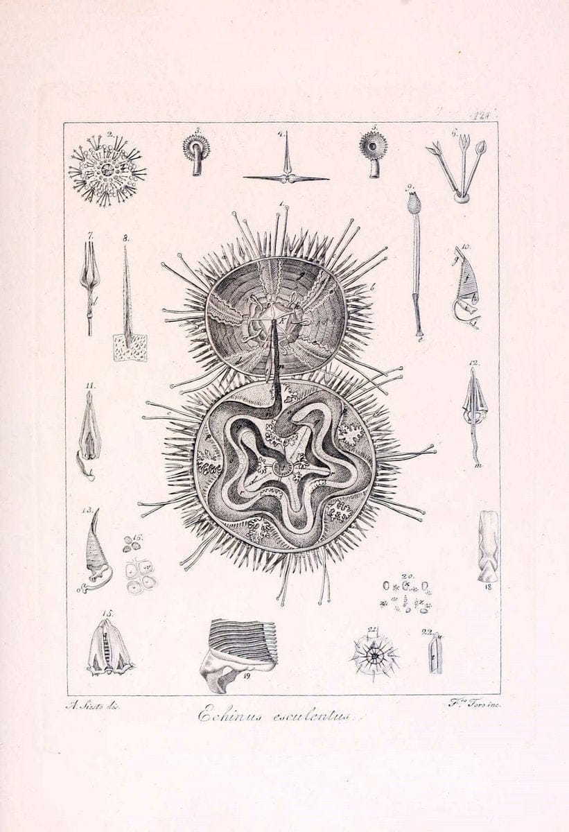 Descrizione e notomia degli animali invertebrati della Sicilia citeriore :.Naples :C. Ba | Invertebrates "Kingdom of the Two Sicilies" "Sicily (Italy)"  | Vintage Print Reproduction 468751