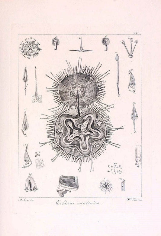 Descrizione e notomia degli animali invertebrati della Sicilia citeriore :.Naples :C. Ba | Invertebrates "Kingdom of the Two Sicilies" "Sicily (Italy)"  | Vintage Print Reproduction 468751