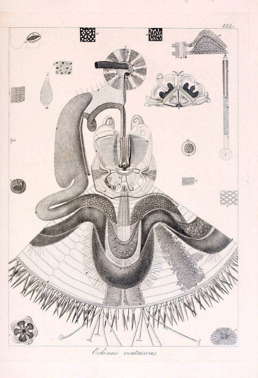 Descrizione e notomia degli animali invertebrati della Sicilia citeriore :.Naples :C. Ba | Invertebrates "Kingdom of the Two Sicilies" "Sicily (Italy)"  | Vintage Print Reproduction 468752