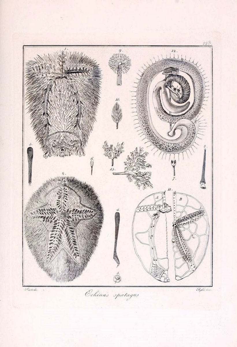 Descrizione e notomia degli animali invertebrati della Sicilia citeriore :.Naples :C. Ba | Invertebrates "Kingdom of the Two Sicilies" "Sicily (Italy)"  | Vintage Print Reproduction 468753