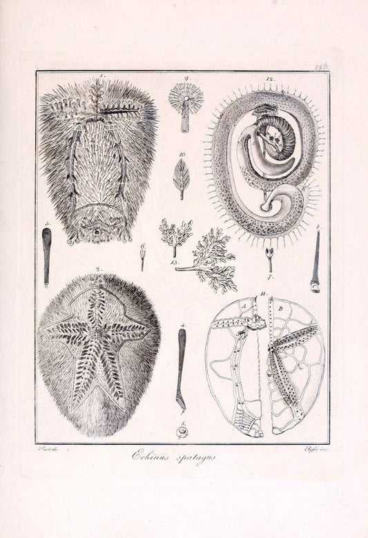Descrizione e notomia degli animali invertebrati della Sicilia citeriore :.Naples :C. Ba | Invertebrates "Kingdom of the Two Sicilies" "Sicily (Italy)"  | Vintage Print Reproduction 468753