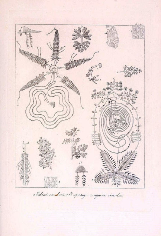 Descrizione e notomia degli animali invertebrati della Sicilia citeriore :.Naples :C. Ba | Invertebrates "Kingdom of the Two Sicilies" "Sicily (Italy)"  | Vintage Print Reproduction 468754