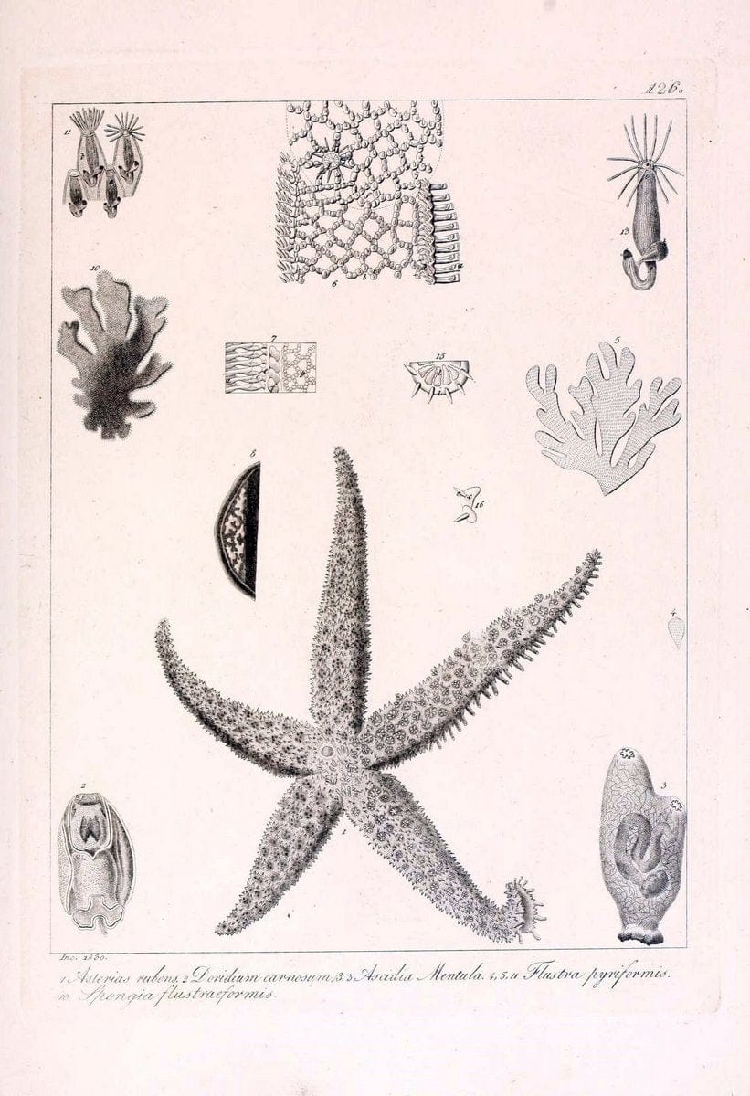 Descrizione e notomia degli animali invertebrati della Sicilia citeriore :.Naples :C. Ba | Invertebrates "Kingdom of the Two Sicilies" "Sicily (Italy)"  | Vintage Print Reproduction 468756