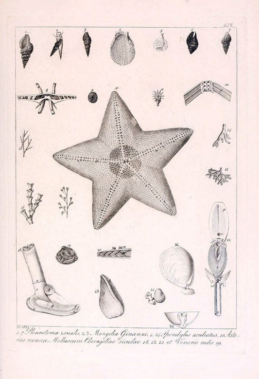 Descrizione e notomia degli animali invertebrati della Sicilia citeriore :.Naples :C. Ba | Invertebrates "Kingdom of the Two Sicilies" "Sicily (Italy)"  | Vintage Print Reproduction 468757