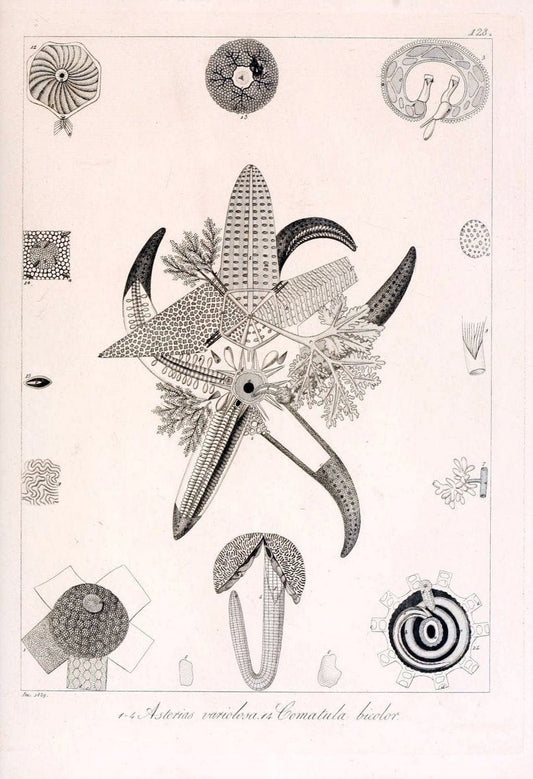 Descrizione e notomia degli animali invertebrati della Sicilia citeriore :.Naples :C. Ba | Invertebrates "Kingdom of the Two Sicilies" "Sicily (Italy)"  | Vintage Print Reproduction 468758