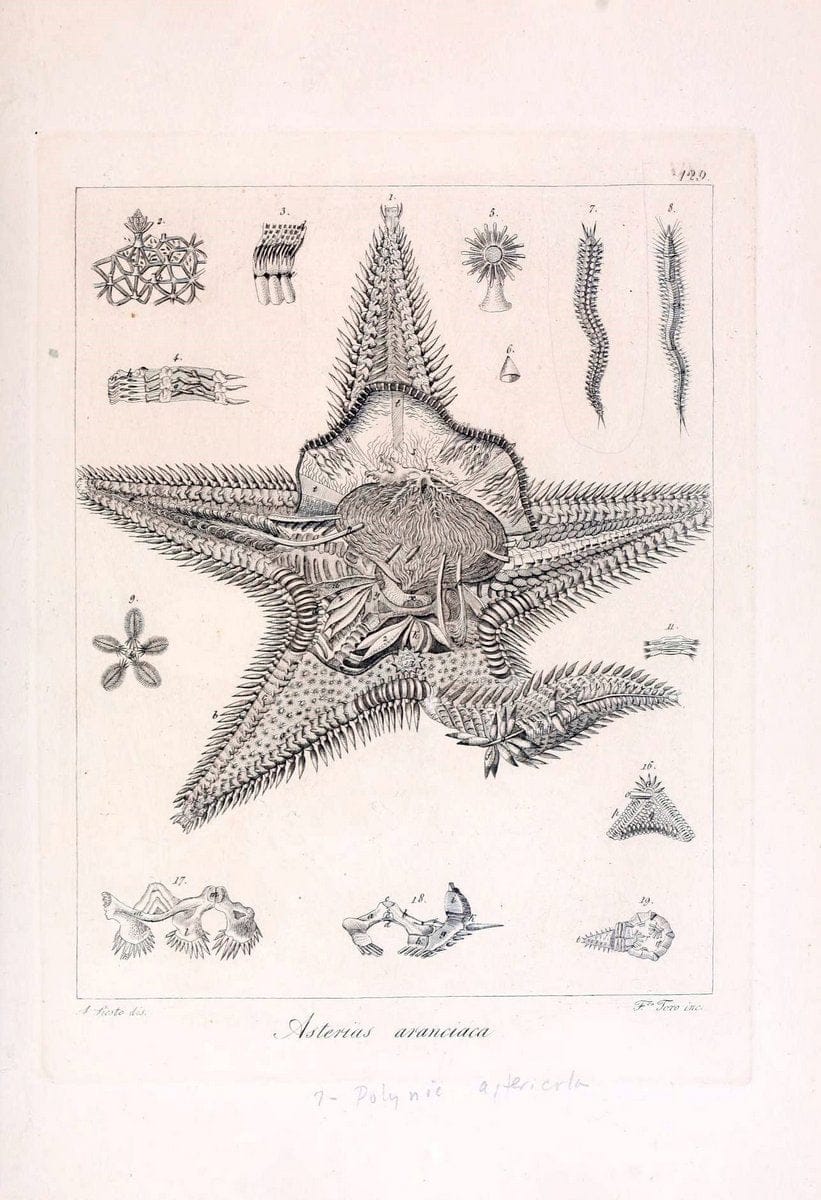 Descrizione e notomia degli animali invertebrati della Sicilia citeriore :.Naples :C. Ba | Invertebrates "Kingdom of the Two Sicilies" "Sicily (Italy)"  | Vintage Print Reproduction 468759